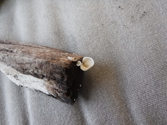 Crepidotus vulgaris