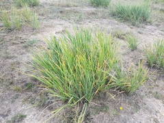Iris lactea biglumis