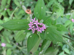 Crusea hispida
