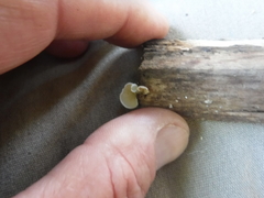 Crepidotus vulgaris