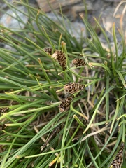 Carex nardina