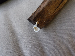 Crepidotus vulgaris