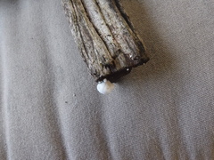 Crepidotus vulgaris