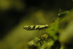 Argyresthia austerella