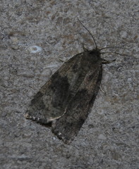 Choristoneura conflictana