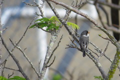 Sporophila albogularis