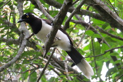 Cyanocorax cyanopogon