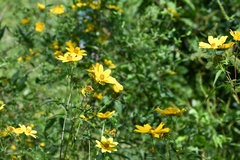 Coreopsis auriculata