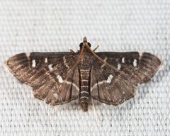 Diathrausta