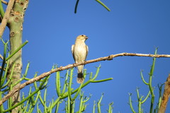 Sporophila albogularis
