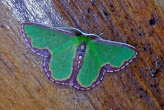 Synchlora expulsata