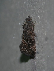 Gymnandrosoma punctidiscanum