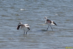 Phoenicopterus roseus