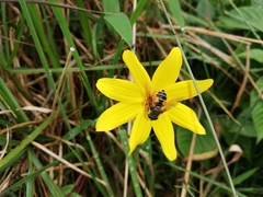 Eristalis bogotensis