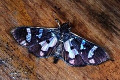 Desmia bajulalis