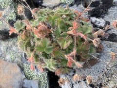 Potentilla × villosula