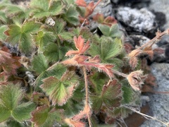 Potentilla × villosula