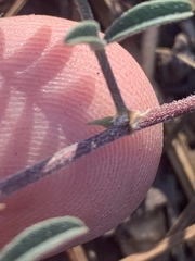 Astragalus subcinereus