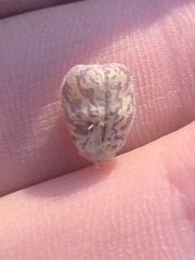 Astragalus subcinereus