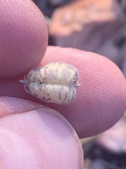 Astragalus subcinereus