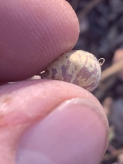 Astragalus subcinereus