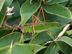 Shirakisotima japonica