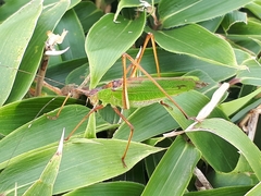 Shirakisotima japonica