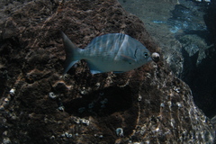 Kyphosus elegans
