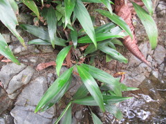 Image of Spathiphyllum quindiuense