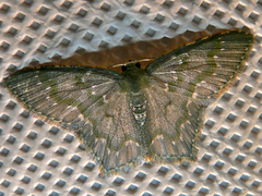 Chloropteryx diluta image