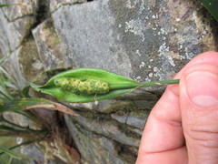 Spathiphyllum quindiuense