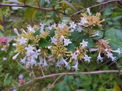 Abelia chinensis