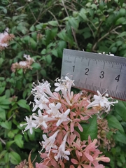 Abelia chinensis