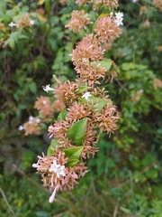 Abelia chinensis