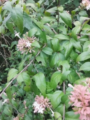 Abelia chinensis