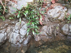 Spathiphyllum quindiuense