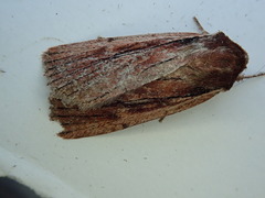 Tesagrotis corrodera