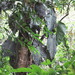 Philodendron gigas - Photo (c) ramon_d, algunos derechos reservados (CC BY-NC), subido por ramon_d