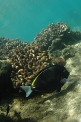 Acanthurus nigricans