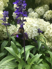 Xylocopa virginica