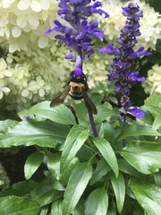 Xylocopa virginica