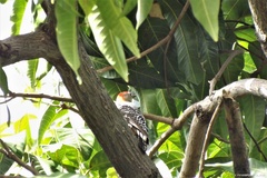 Melanerpes rubricapillus