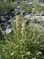 Artemisia lindleyana
