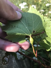 Neolasioptera vitinea