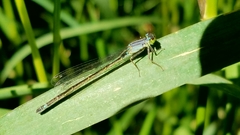 Ischnura cervula