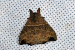 Hylesia lineata