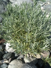Artemisia lindleyana