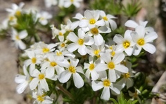 Leptosiphon nuttallii