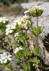 Leptosiphon nuttallii