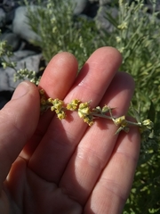 Artemisia lindleyana